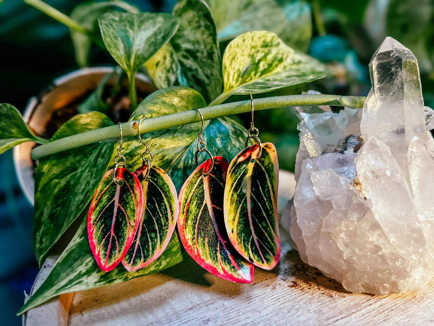 Aglaonema ‘Lotus Delight’