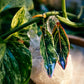 Aglaonema ‘Pink Siam’ or ‘Pink Aurora’