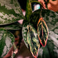 Aglaonema ‘Pink Siam’ or ‘Pink Aurora’