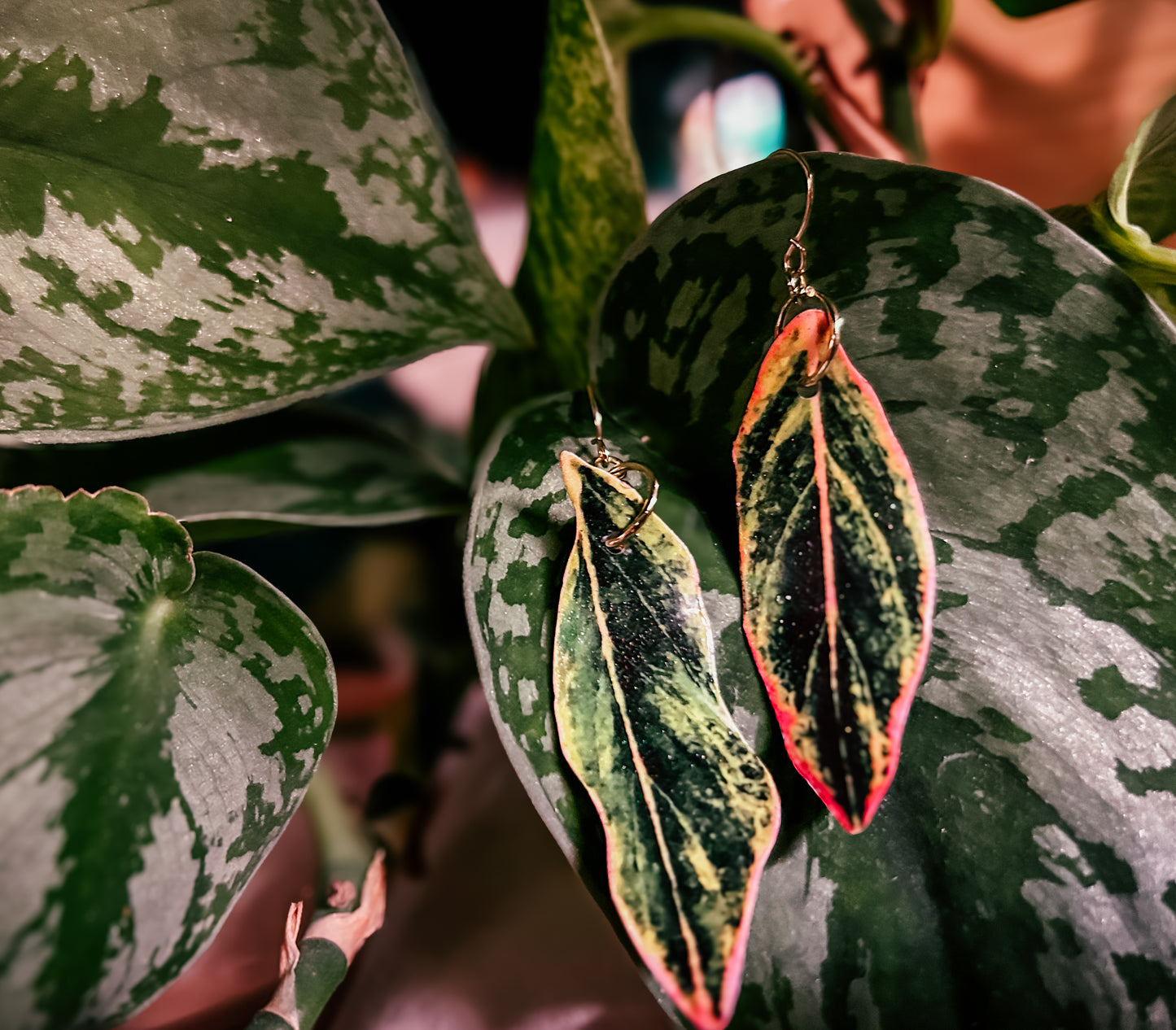 Aglaonema ‘Pink Siam’ or ‘Pink Aurora’