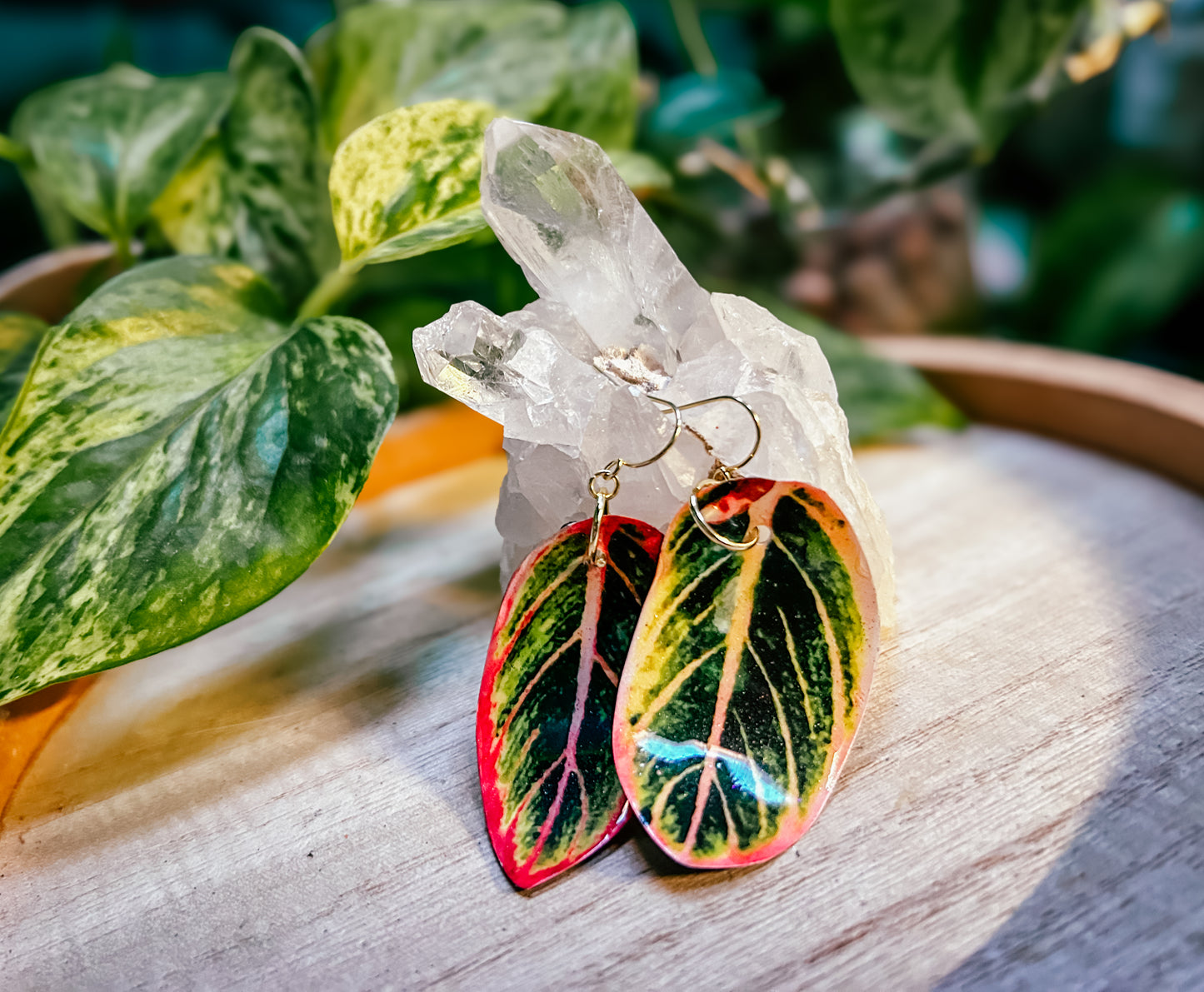 Aglaonema ‘Lotus Delight’