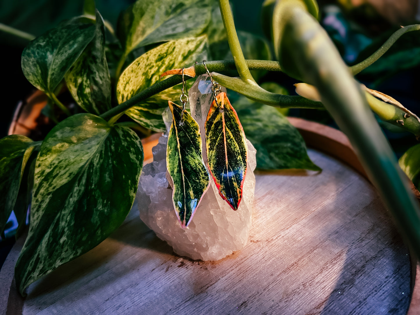 Aglaonema ‘Pink Siam’ or ‘Pink Aurora’