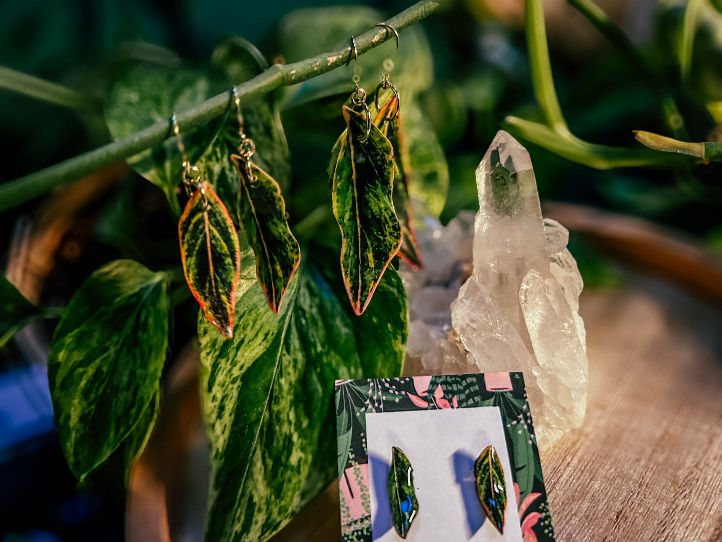 Aglaonema ‘Pink Siam’ or ‘Pink Aurora’