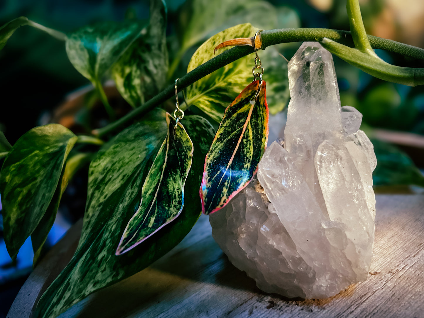 Aglaonema ‘Pink Siam’ or ‘Pink Aurora’