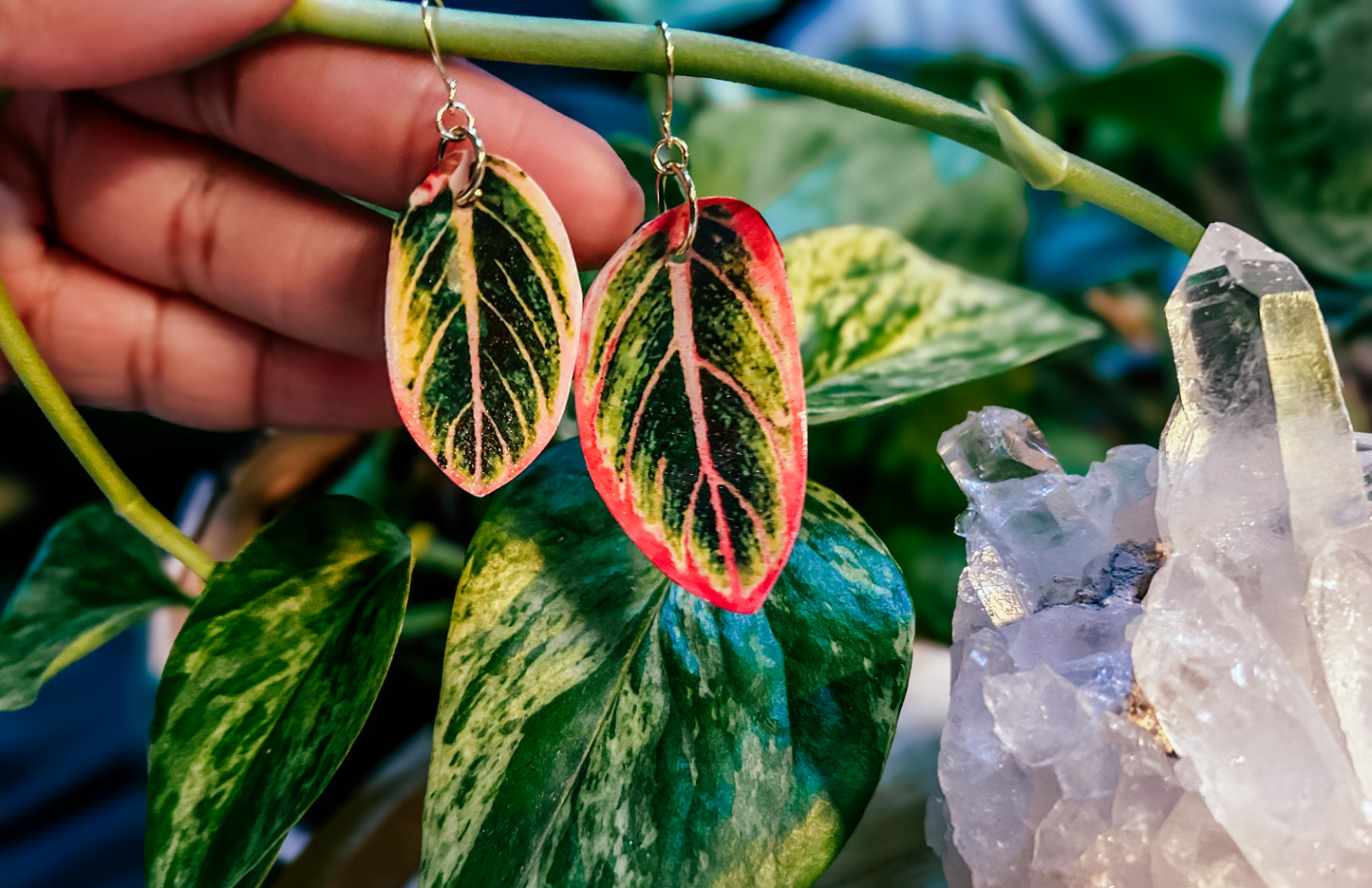 Aglaonema ‘Lotus Delight’