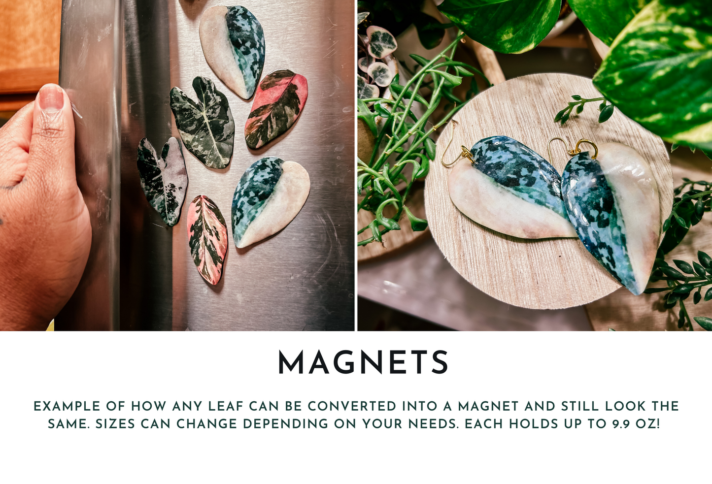 Aglaonema ‘Pink Siam’ or ‘Pink Aurora’