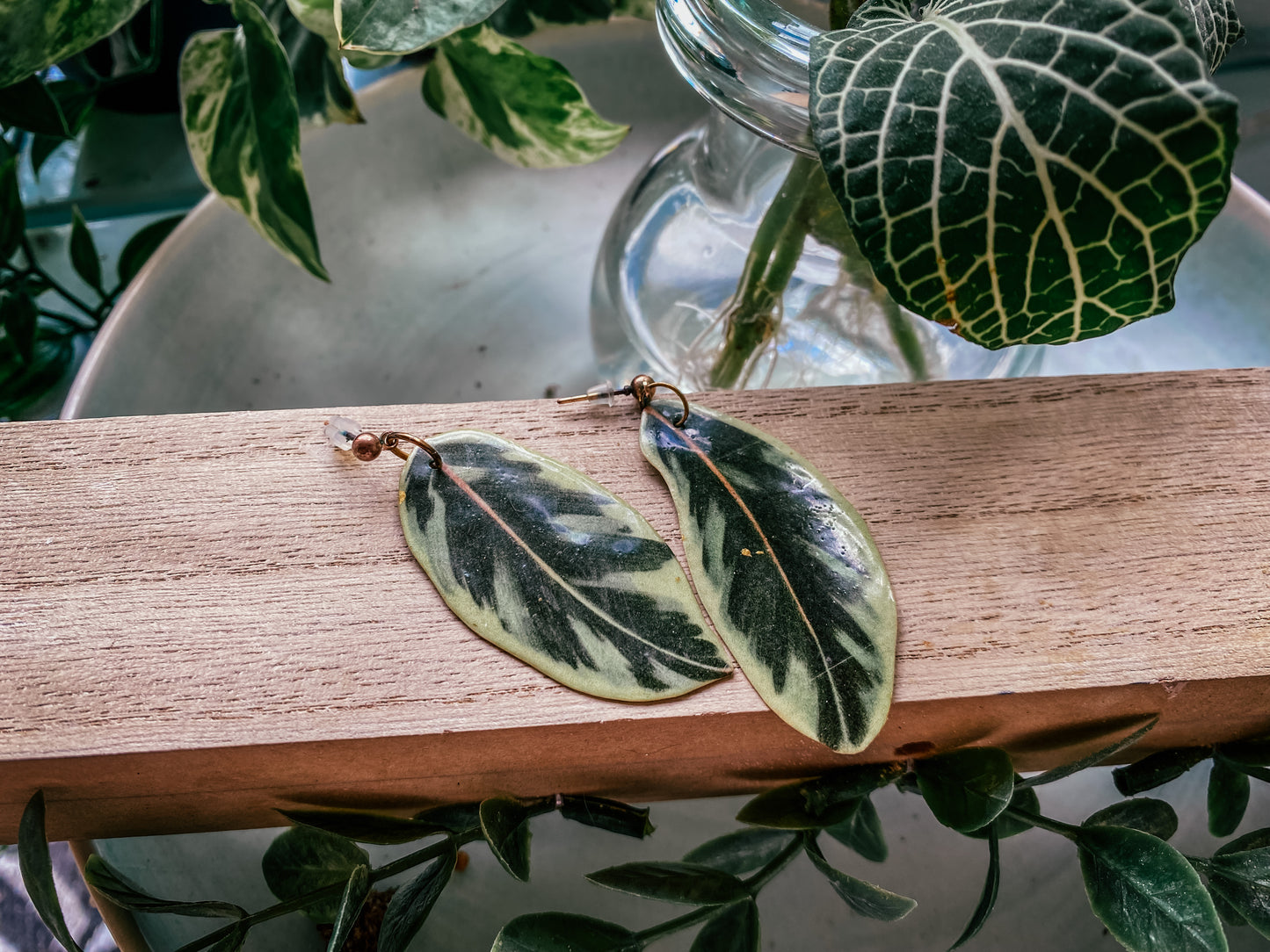 Variegated Rubber Plant