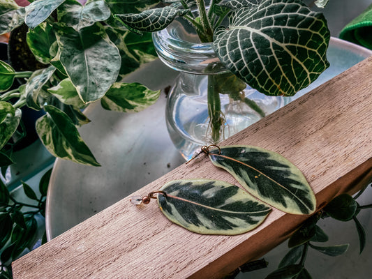Variegated Rubber Plant