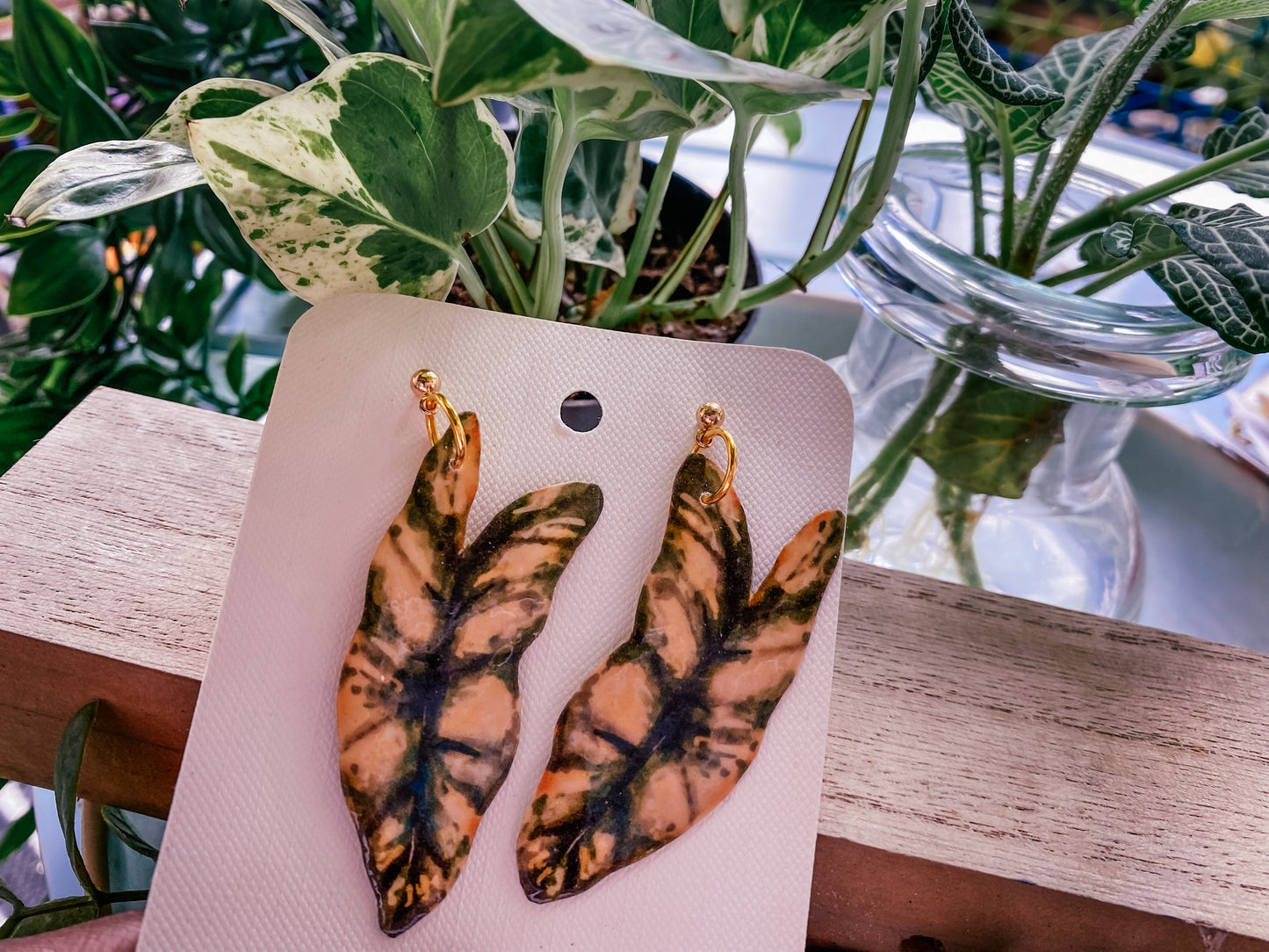 Variegated Billietiae