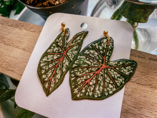 Caladium Leaf Mismatch