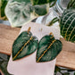 Young Philodendron Melanochrysum