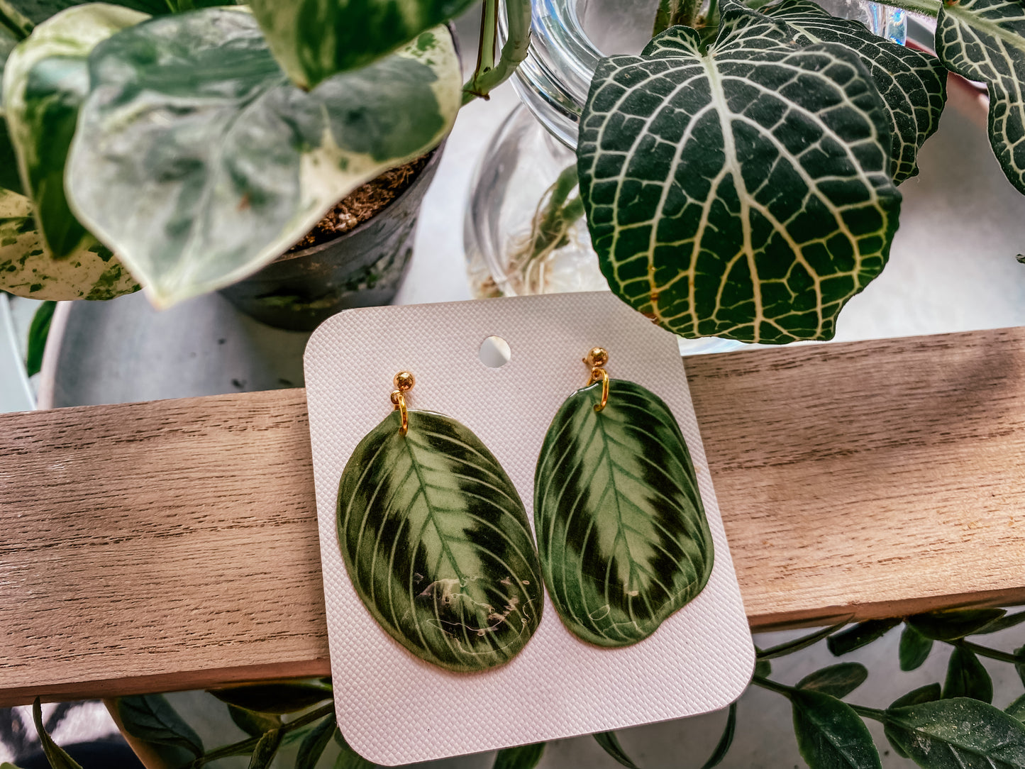 Calathea Lemon Lime Maranta