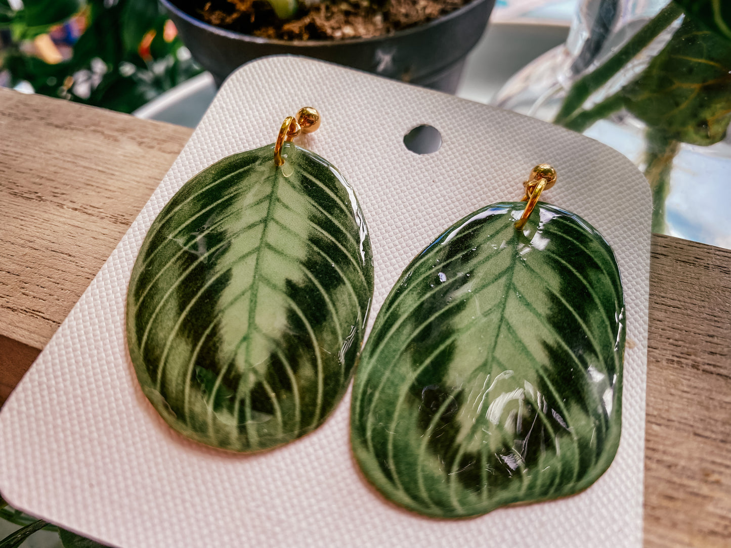 Calathea Lemon Lime Maranta