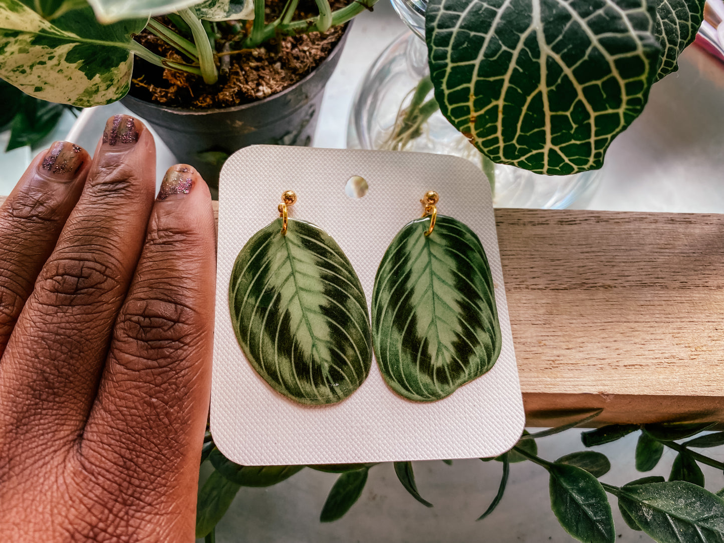 Calathea Lemon Lime Maranta