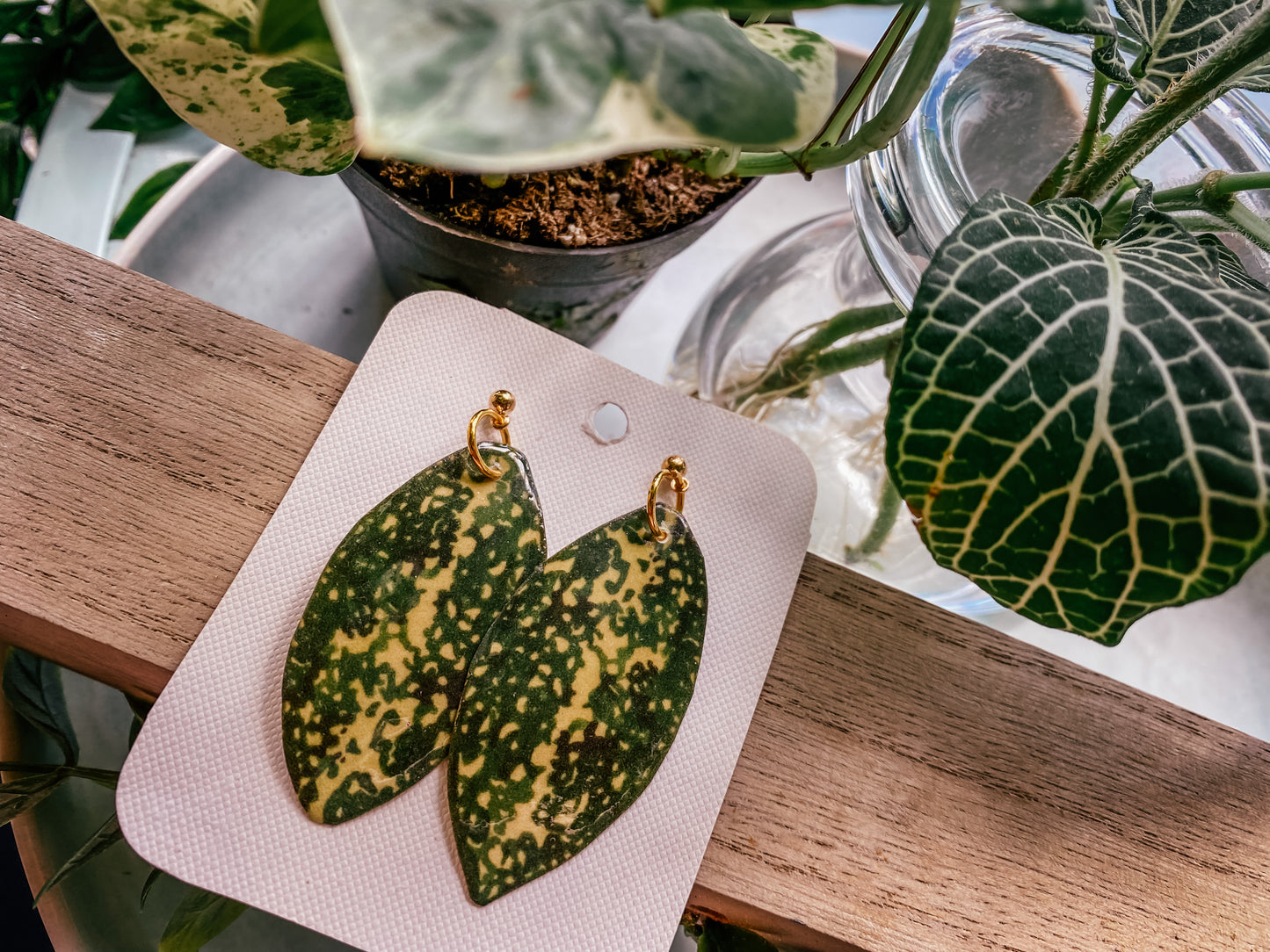 Dracaena Surculosa 'Florida Beauty'