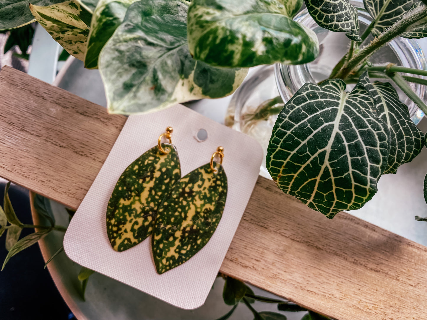 Dracaena Surculosa 'Florida Beauty'