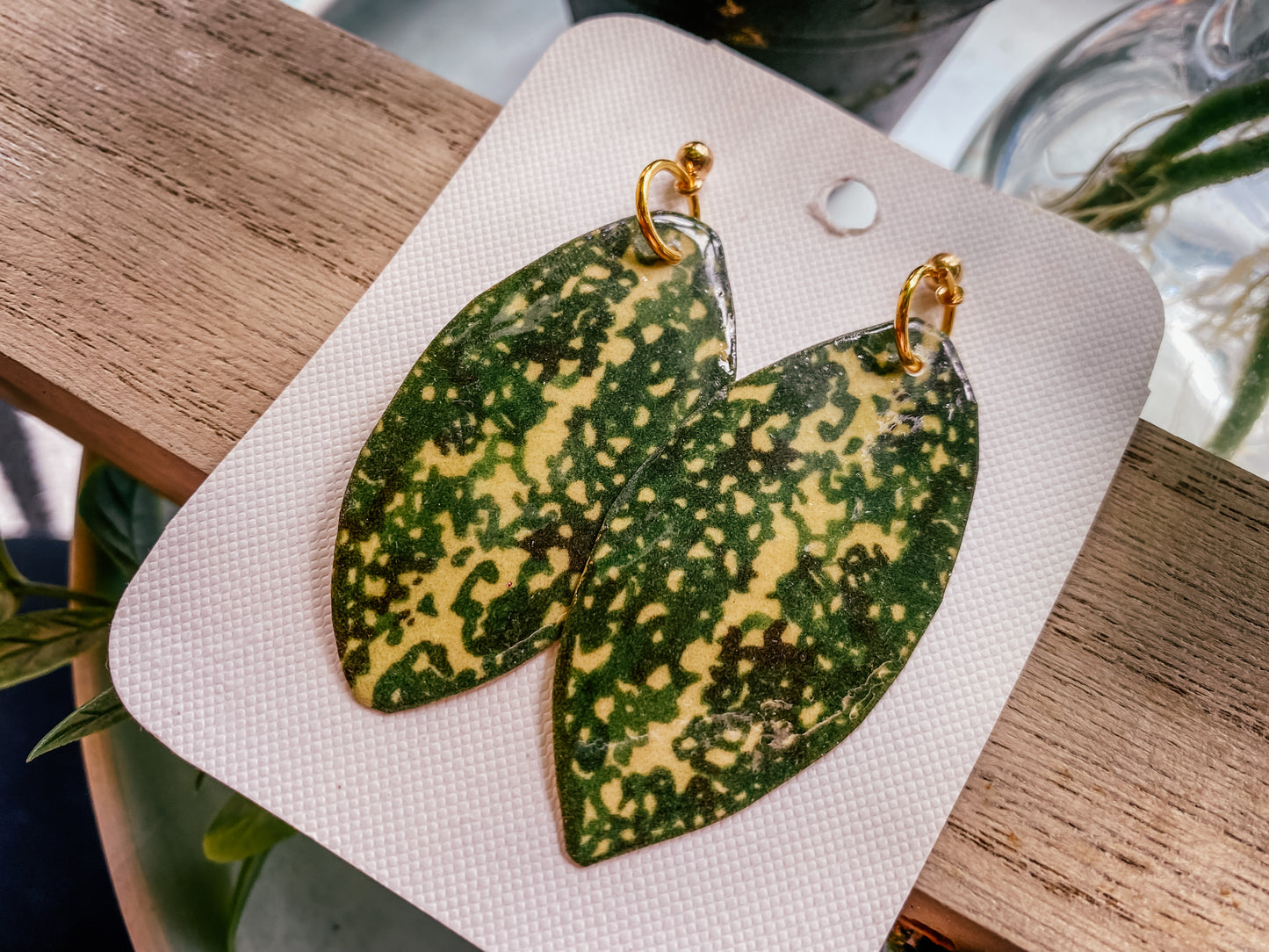 Dracaena Surculosa 'Florida Beauty'