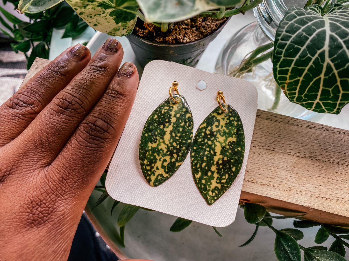 Dracaena Surculosa 'Florida Beauty'