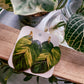 Golden Pothos (Epipremnum Aureum)