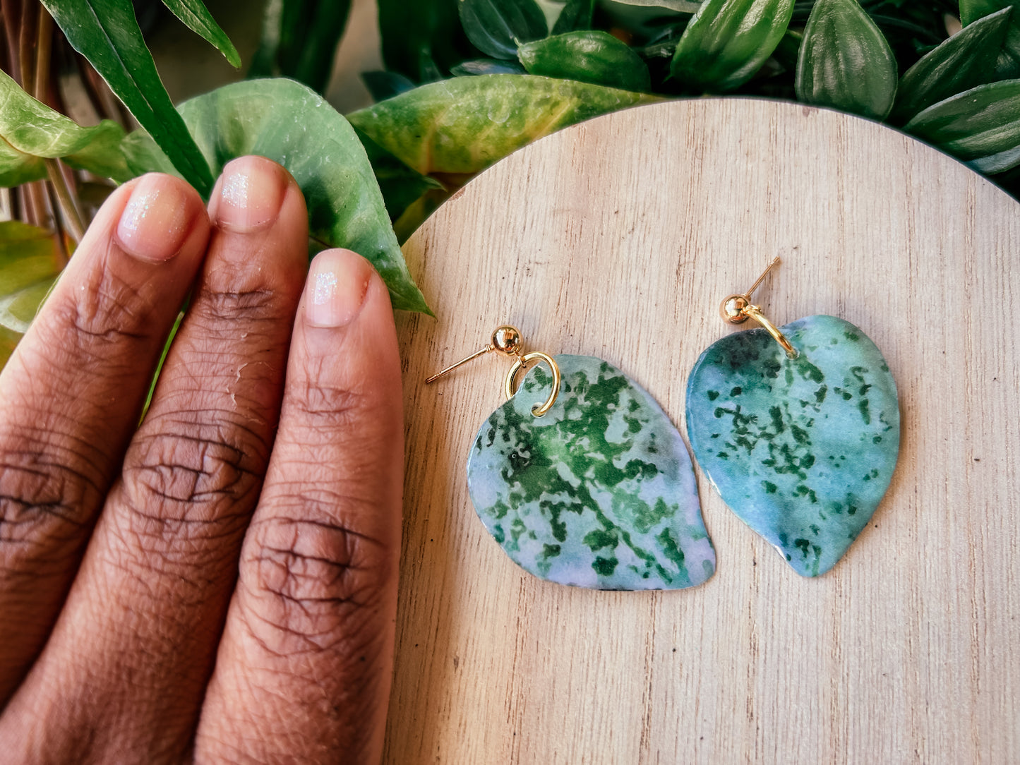 Hoya Curtisii Super Silver