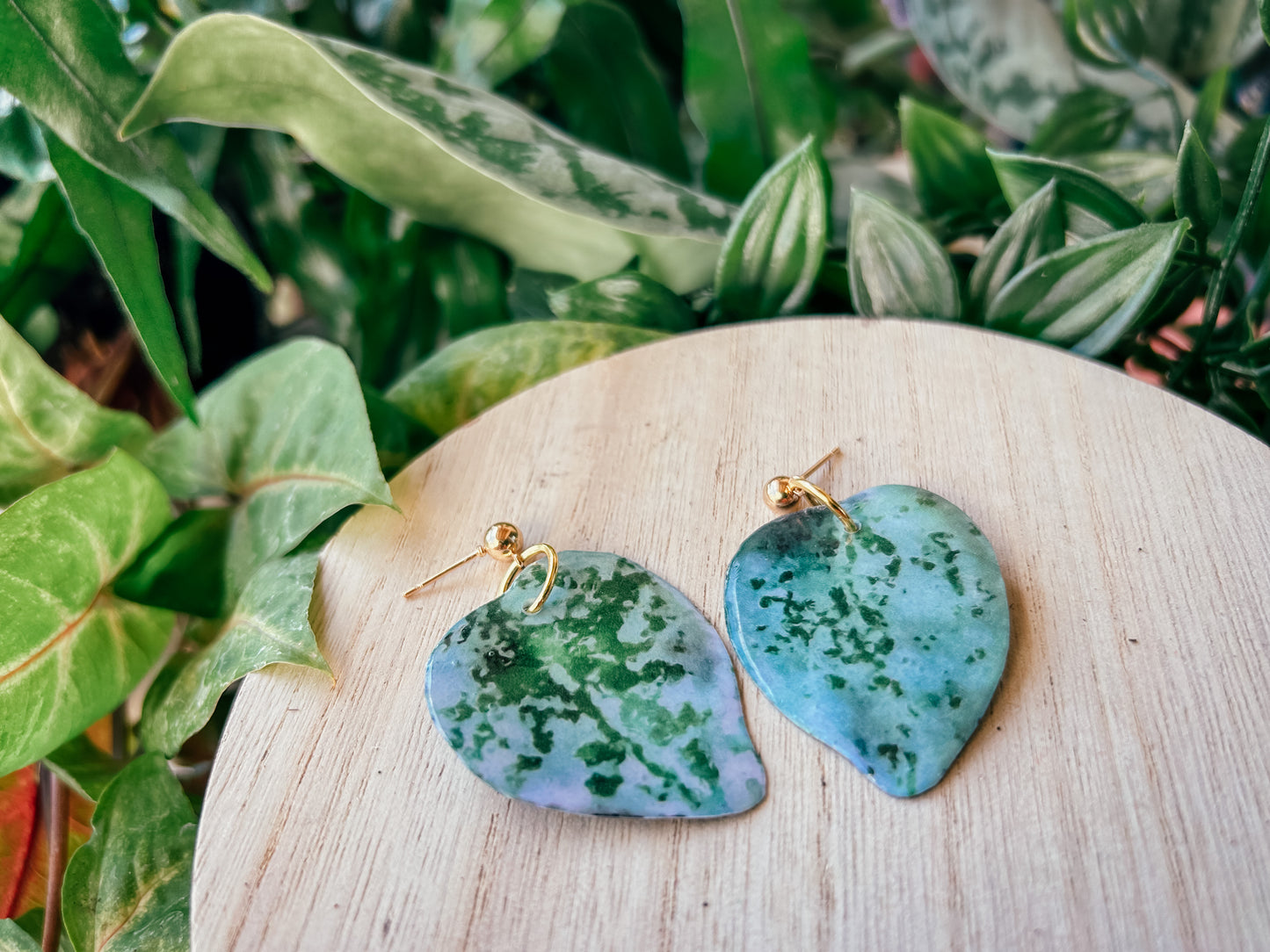 Hoya Curtisii Super Silver