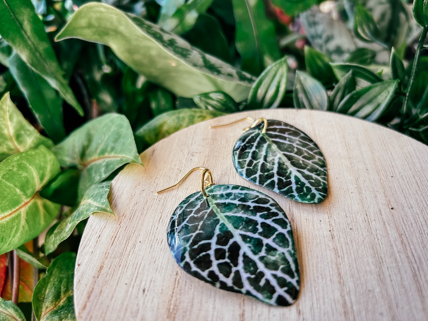 Nerve Plant (Fittonia)