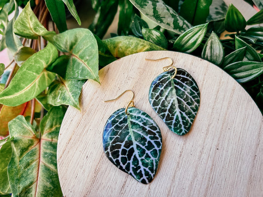 Nerve Plant (Fittonia)