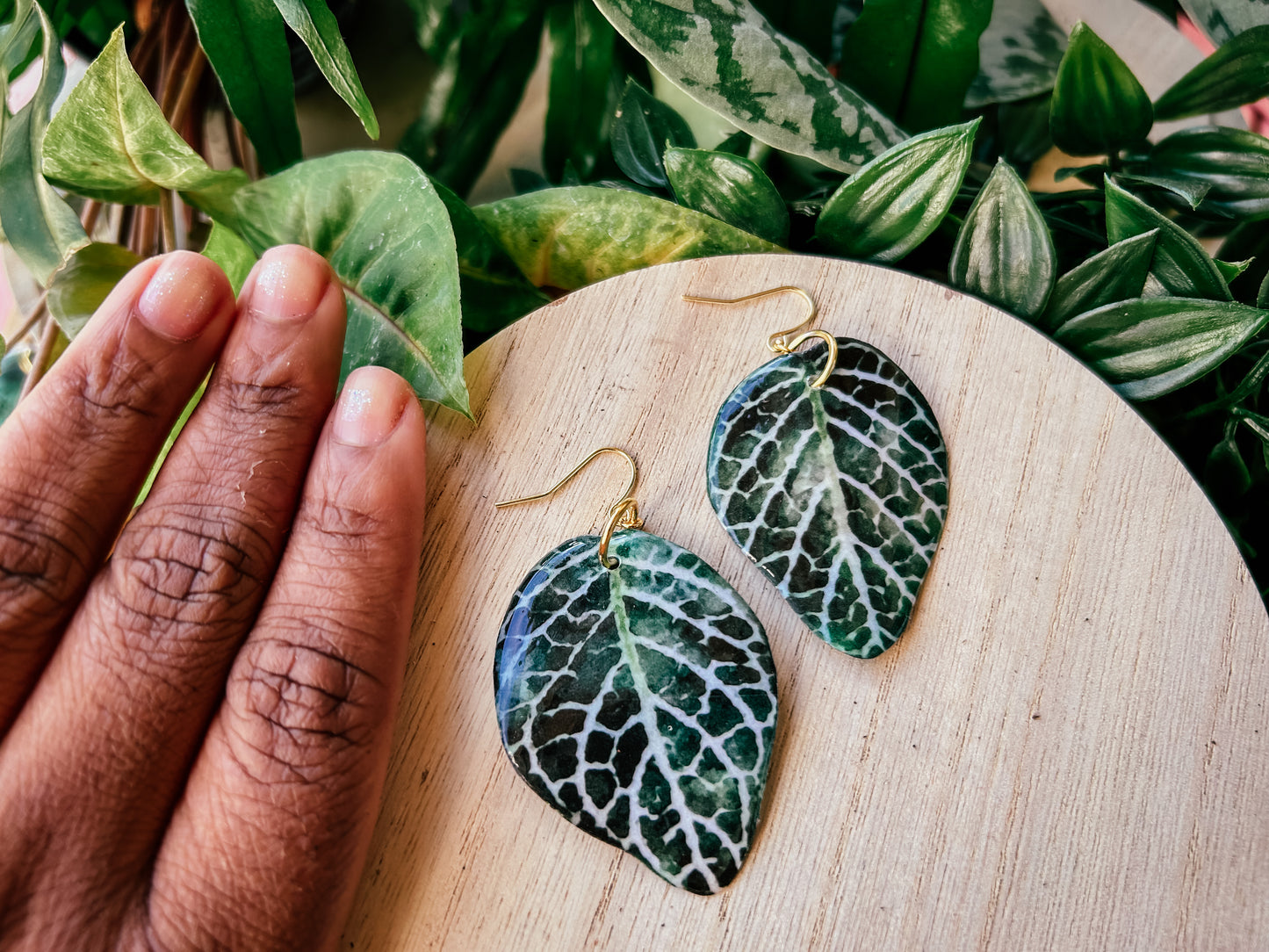 Nerve Plant (Fittonia)