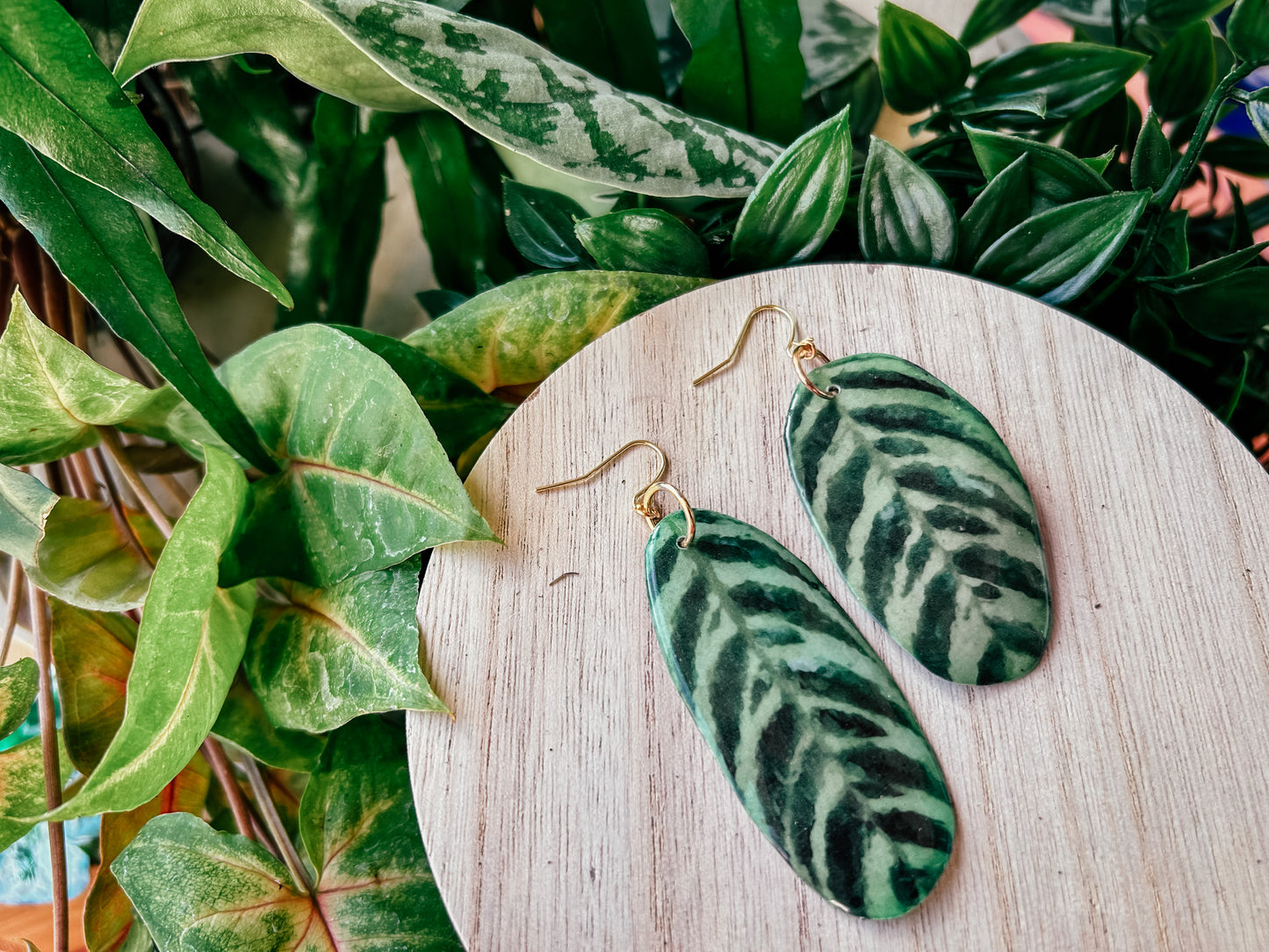 Ctenanthe Burle-Marxii