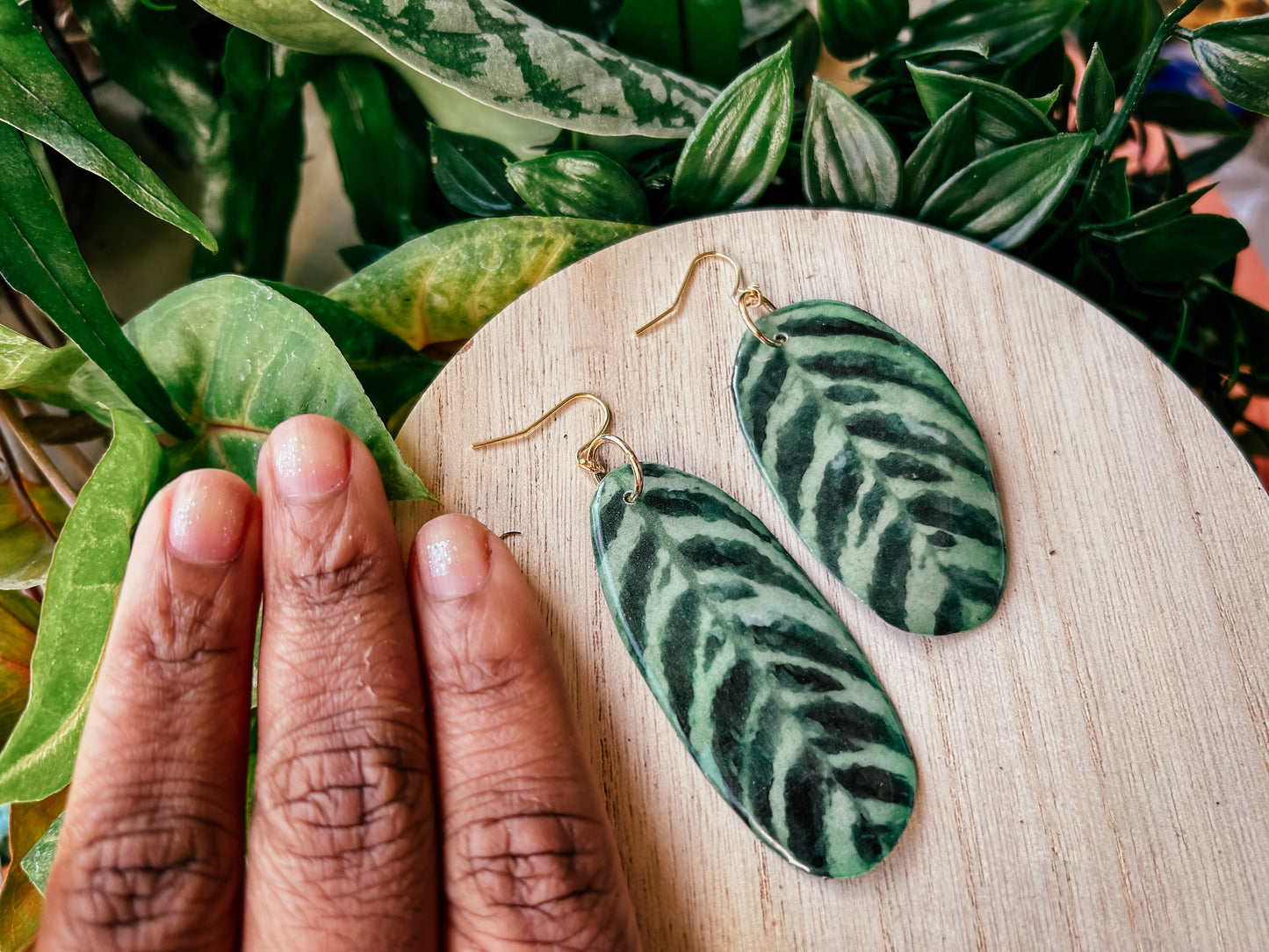 Ctenanthe Burle-Marxii