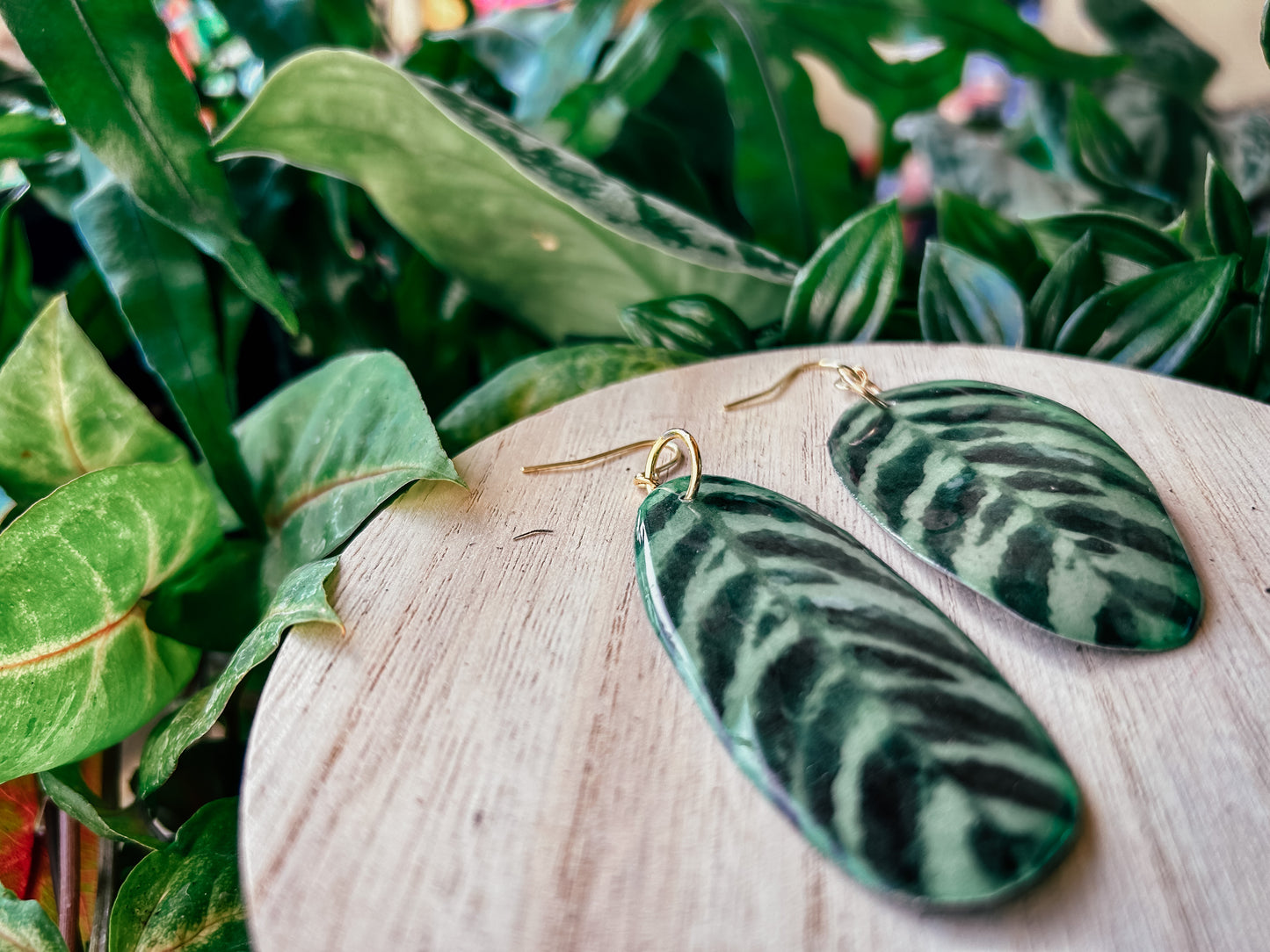 Ctenanthe Burle-Marxii