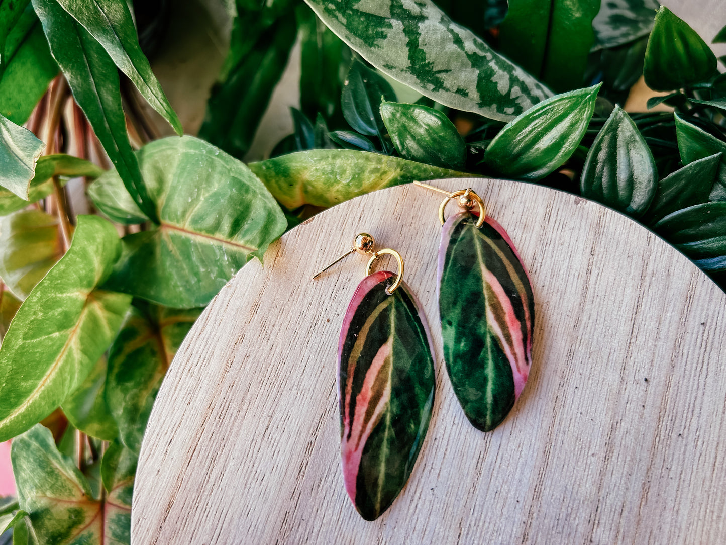 Stromanthe Sanguinea Triostar