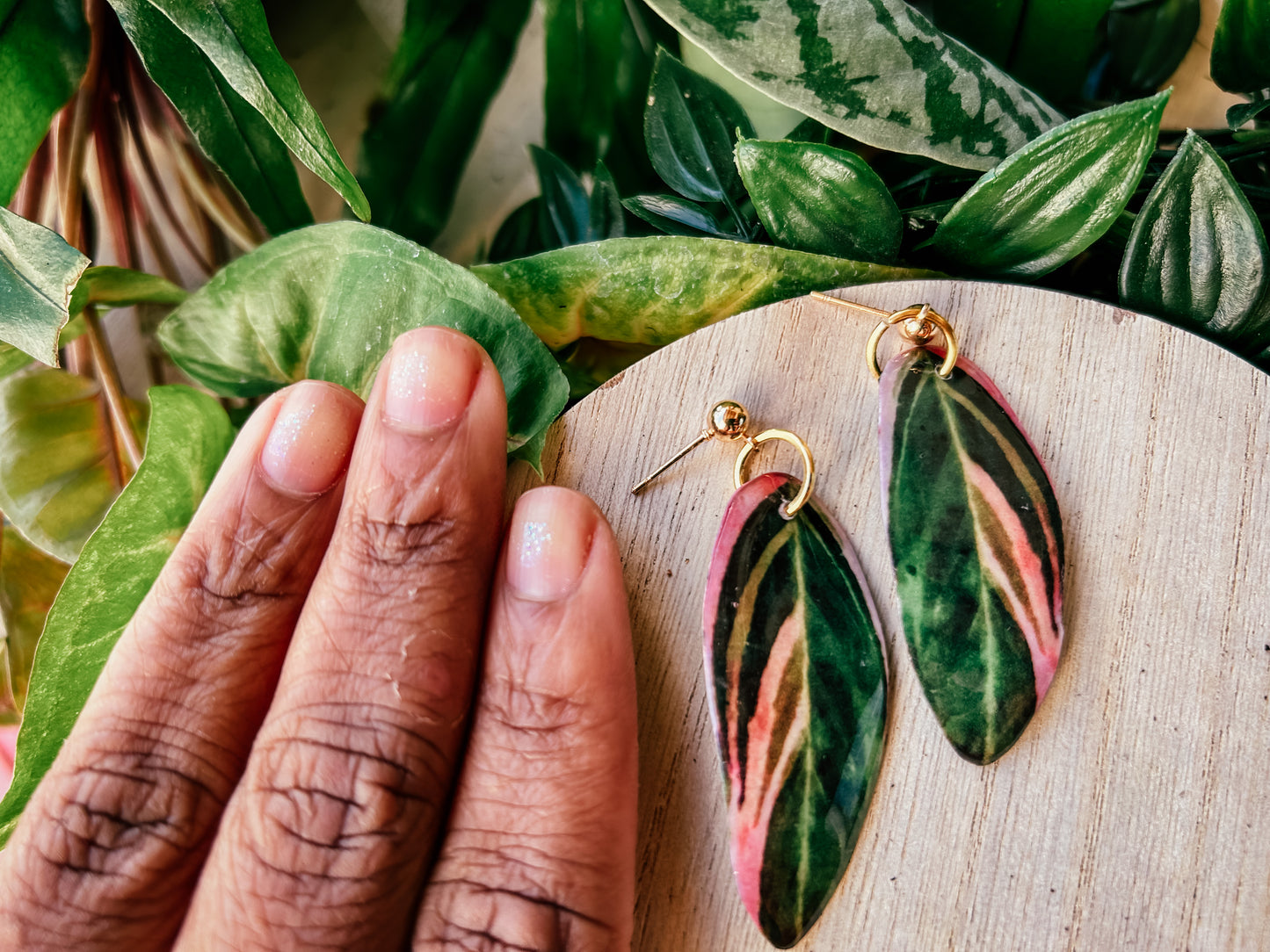 Stromanthe Sanguinea Triostar