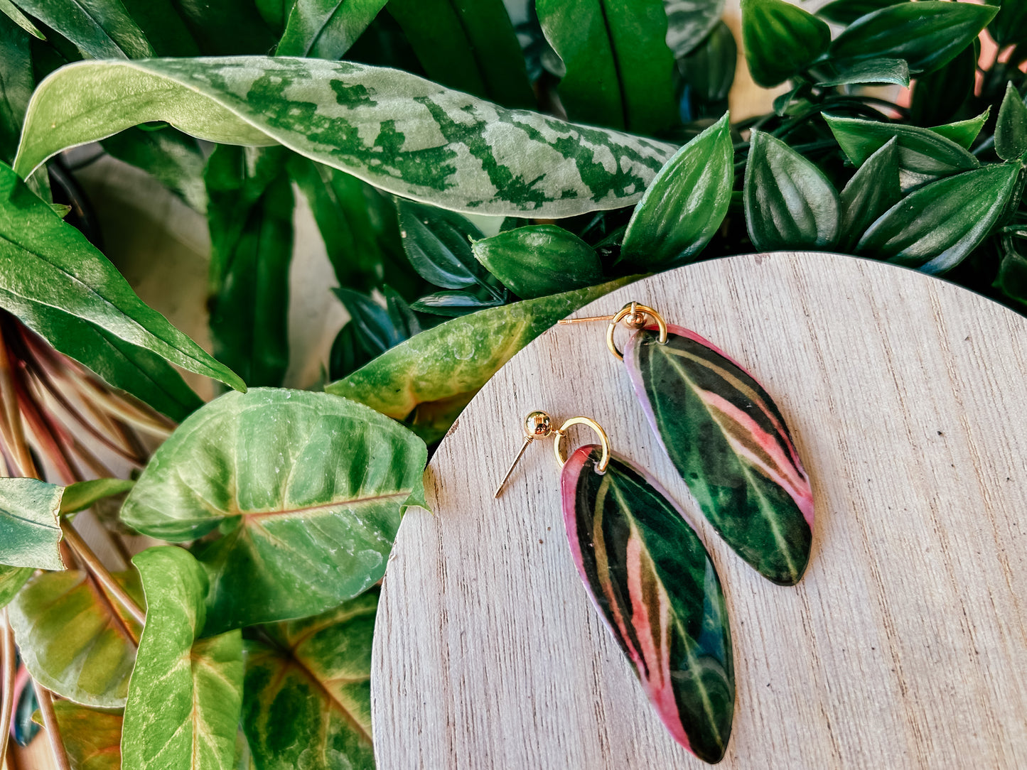 Stromanthe Sanguinea Triostar