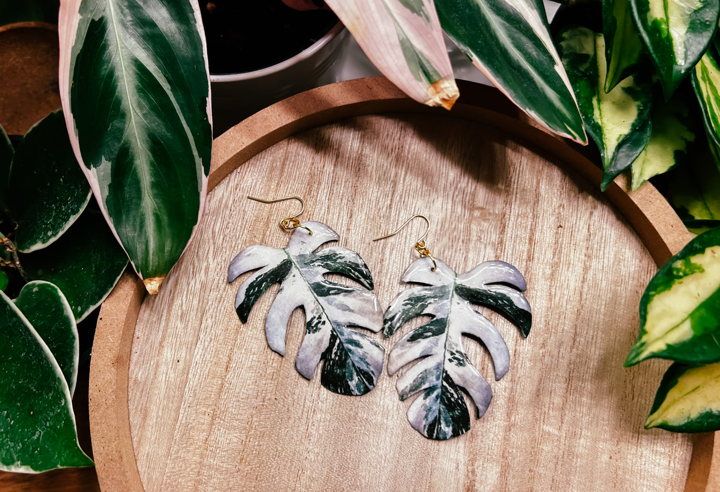 Monstera Deliciosa ‘Albo Variegata’