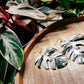 Monstera Deliciosa ‘Albo Variegata’