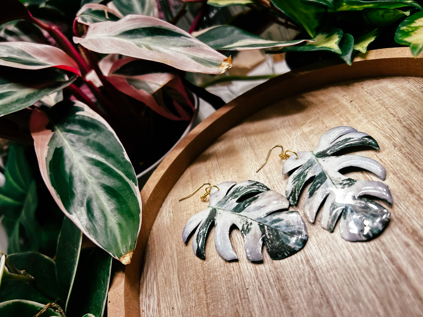 Monstera Deliciosa ‘Albo Variegata’