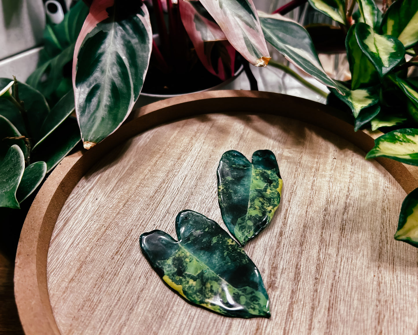Variegated Philodendron Billietiae
