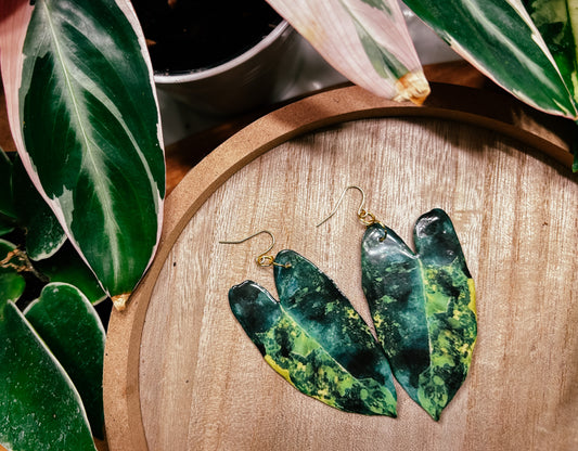 Variegated Philodendron Billietiae