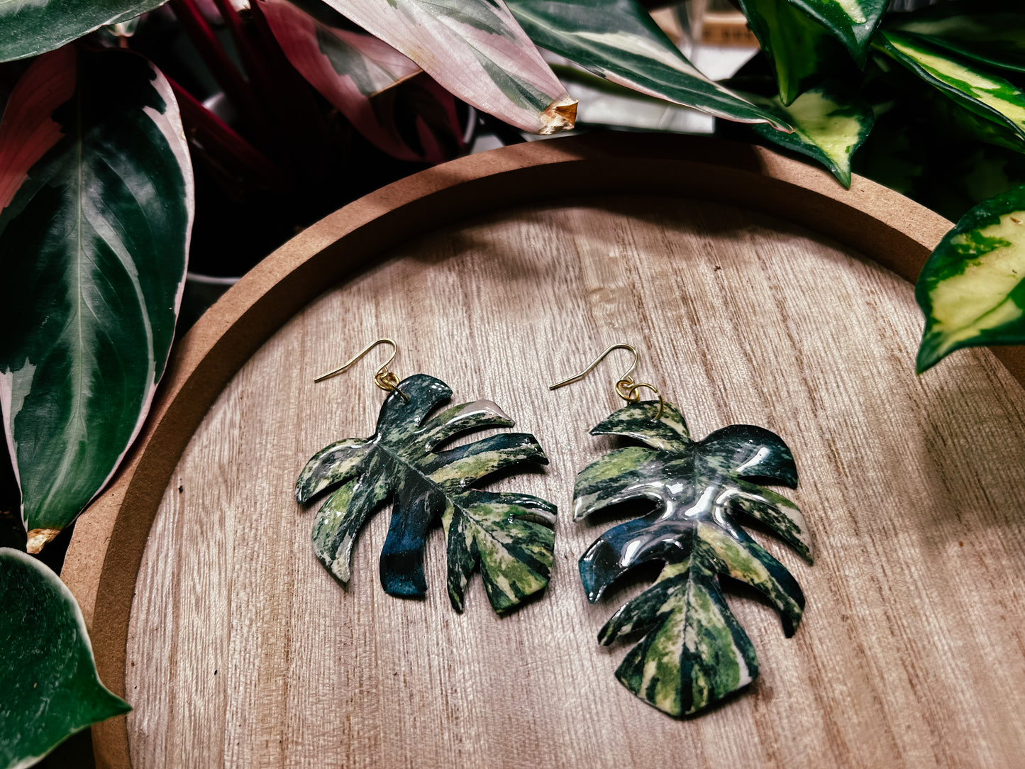 Thai Constellation Monstera