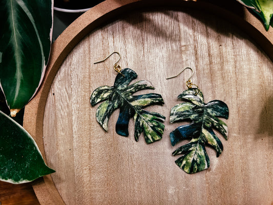 Thai Constellation Monstera