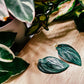 Philodendron 'Burle Marx Fantasy'