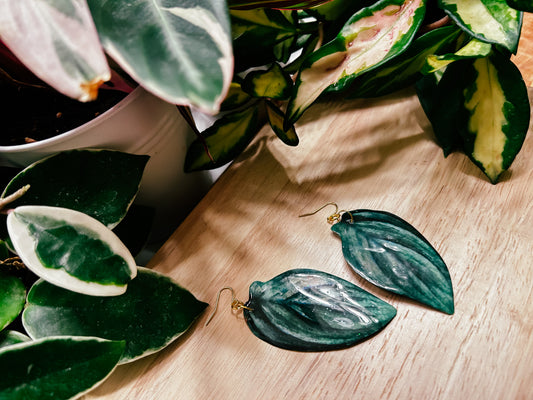 Philodendron 'Burle Marx Fantasy'