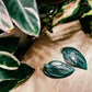 Philodendron 'Burle Marx Fantasy'