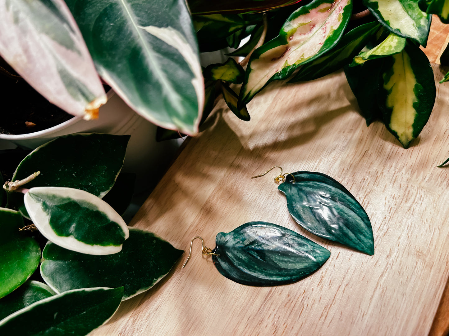 Philodendron 'Burle Marx Fantasy'