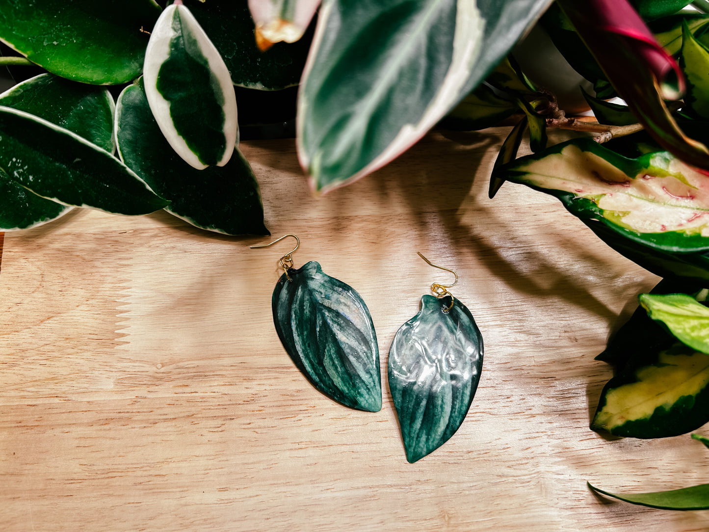 Philodendron 'Burle Marx Fantasy'