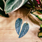 Cebu Blue Pothos