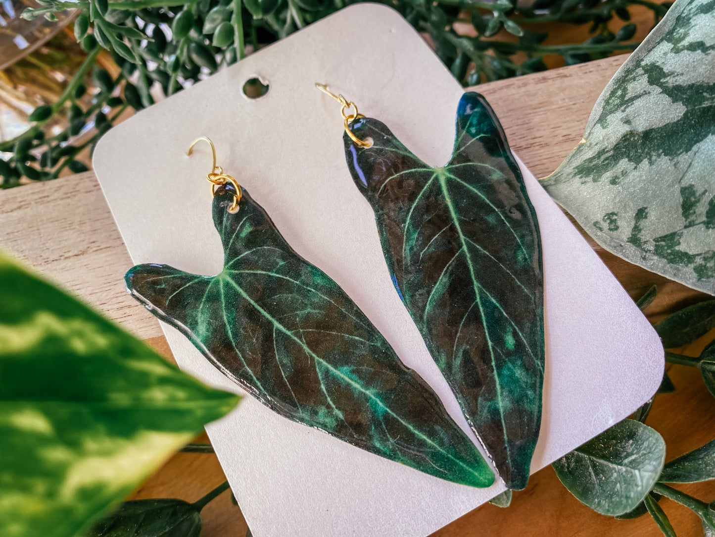 Anthurium 'Dark Mama' Hybrid