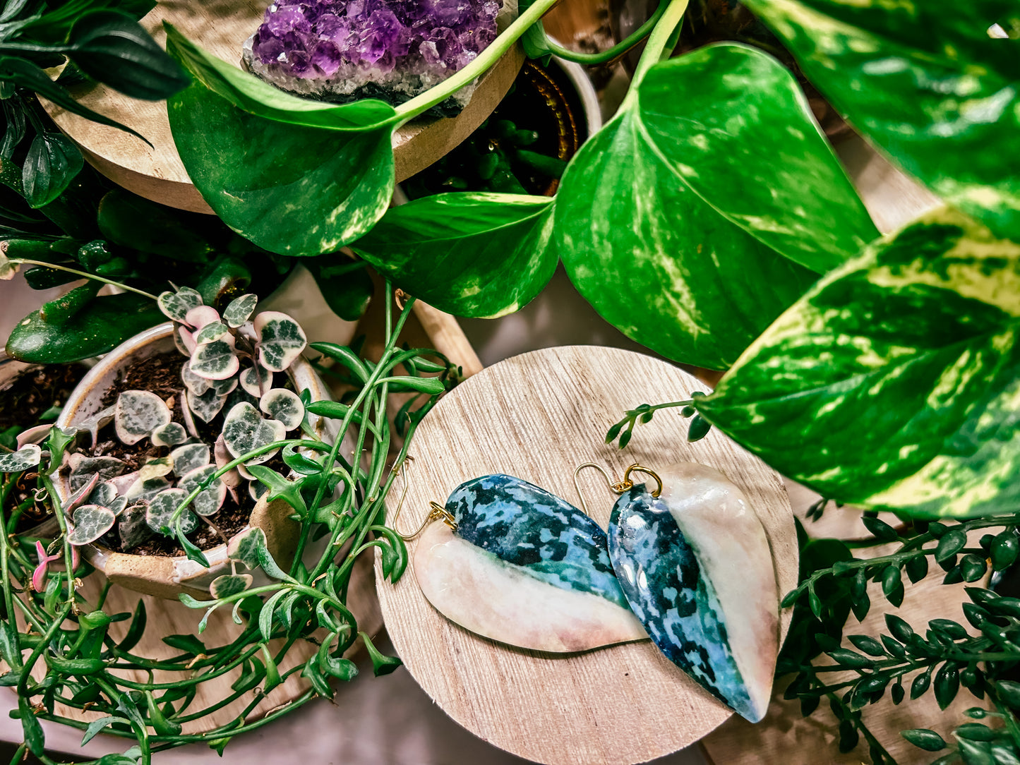 Variegated Scindapsus Exotica