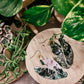 Variegated Alocasia Frydek